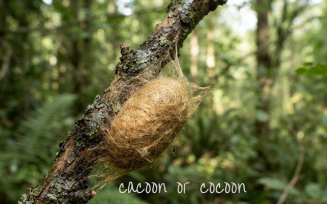 Cacoon or Cocoon? The Correct Spelling Explained